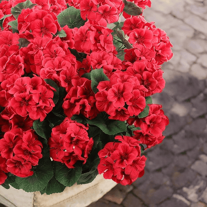 🔥Last Day 49% OFF--💐 UV Resistant Lifelike Artificial Geranium Flowers 💖