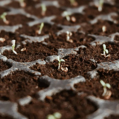 🔥LAST DAY 49% OFF🌱Premium Organic Coconut Coir Bricks for Plants🌱